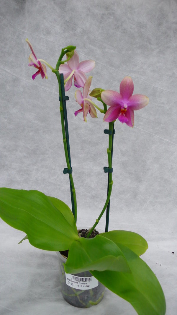 Phalaenopsis Liodoro  - DUFT Phalaenopsis Orchidee