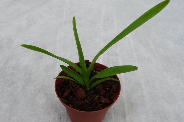 Vanda tricolor suavis - Botanische Orchidee