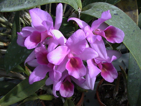 Cattleya Guatemalensis 'Eric' - Eigene Kreuzung