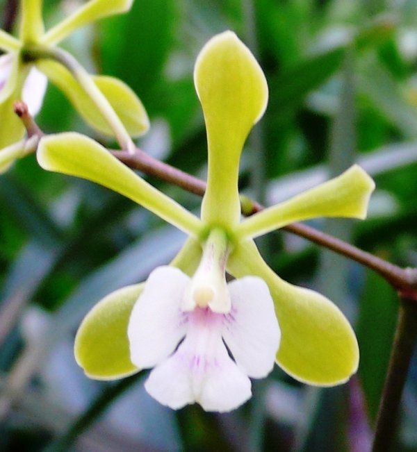 Epidendrum floribundum - Botanische Orchidee