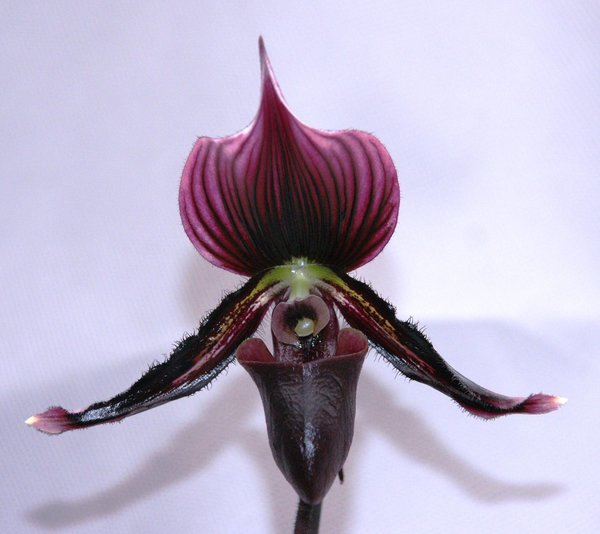 Paphiopedilum 'Vinicolor' - Venusschuh-, Frauenschuh - Orchidee