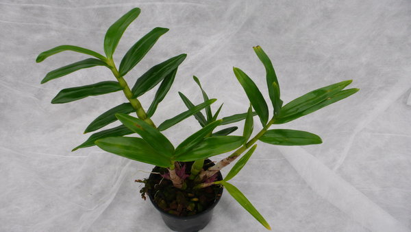 Dendrobium bracteosum - Botanische Orchidee