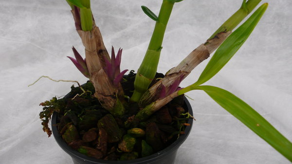 Dendrobium bracteosum - Botanische Orchidee