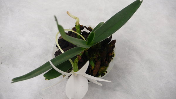 Angraecum elephantinum - Botanische Orchidee
