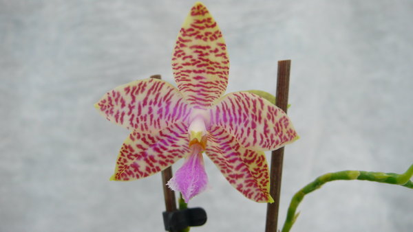Phalaenopsis-Hyb. Sylvia M. - Malaienblume, Phalaenopsis  - Duftend