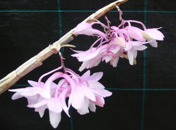 Dendrobium intricatum - Botanische Orchidee