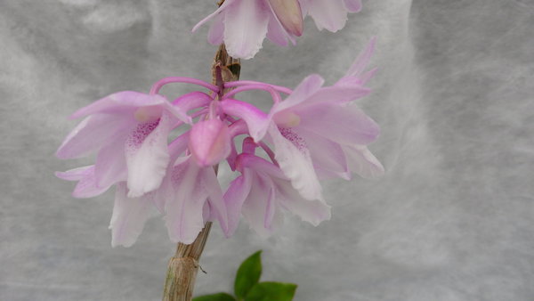 Dendrobium intricatum - Botanische Orchidee