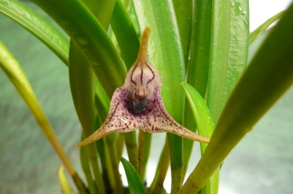Masdevallia civilis - Botanische Orchidee