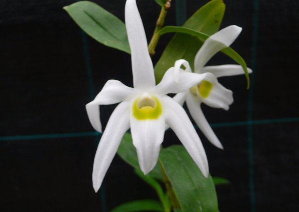 Dendrobium wilsonii - Botanische Orchidee