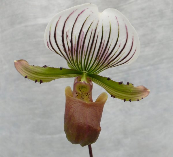 Paphiopedilum lawrenceanum - Botanische Orchidee