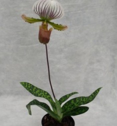 Paphiopedilum lawrenceanum - Botanische Orchidee