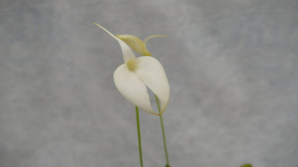 Masdevallia coccinea var. alba - Botanische Orchidee