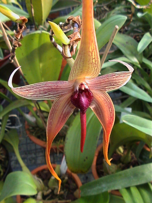 Bulbophyllum echinolabium (Topfgröße: 12 cm) - Botanische Orchidee