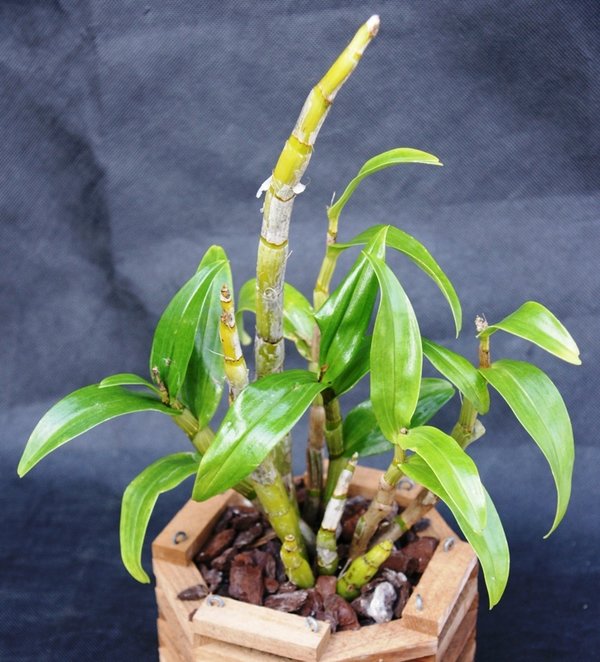 Dendrobium formosum - Botanische Orchidee