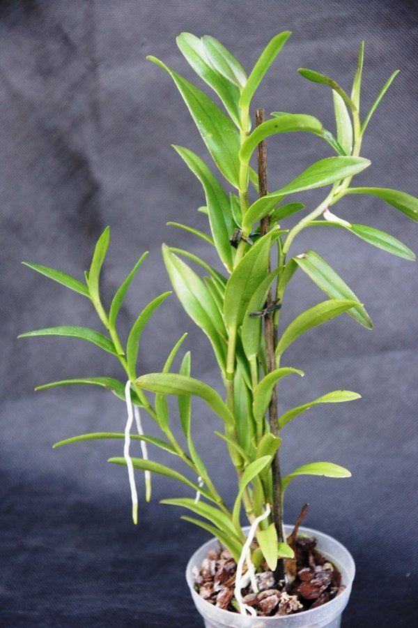 Epidendrum ibaguense (syn. E. radicans) - Botanische Orchidee