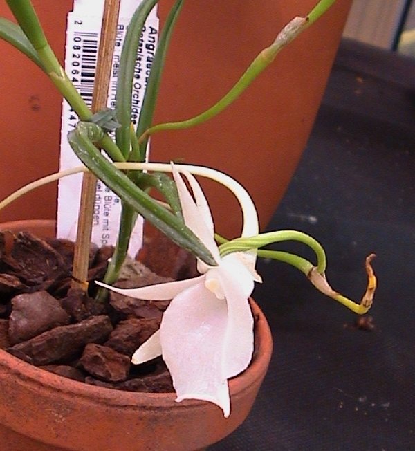 Angraecum scottianum - Botanische Orchidee