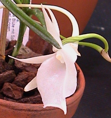 Angraecum scottianum - Botanische Orchidee
