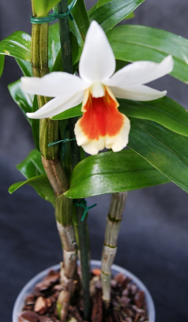 Dendrobium Hiroshi Togunaga - Dendrobium Orchidee