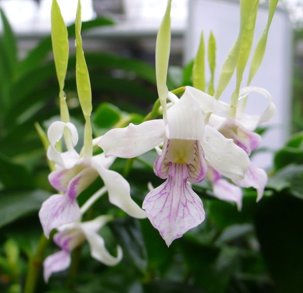 Dendrobium antennatum - Botanische Orchidee