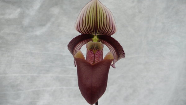 Paphiopedilum superbiens x curtisii - Primärhybriden-Orchidee