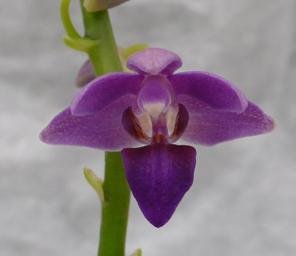 Doritaenopsis Dtps. Purple Gem 'Aida' - Doritaenopsis Hybrid