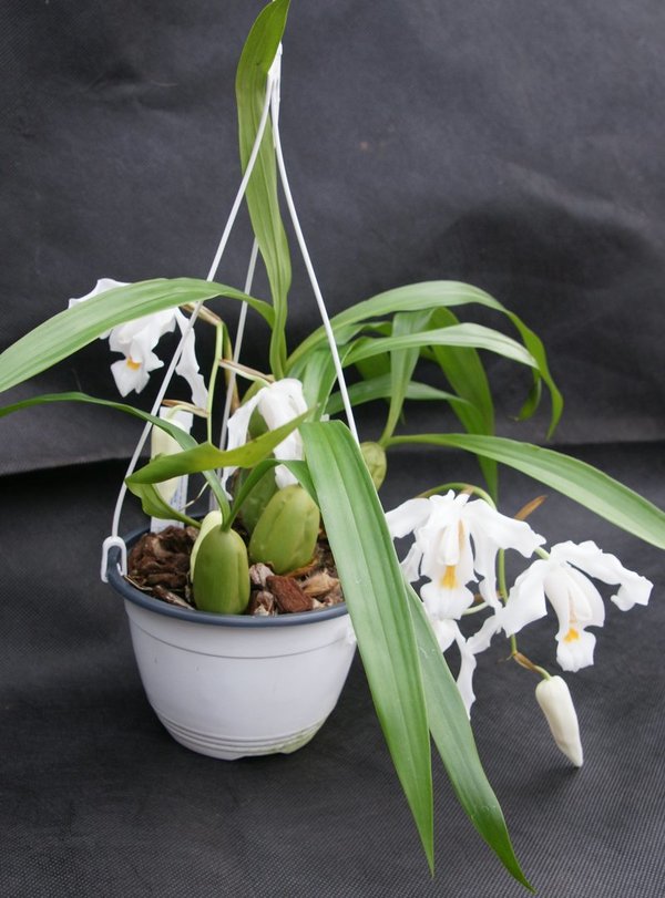 Coelogyne cristata - Botanische Orchidee