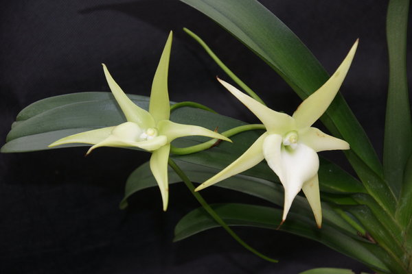 Angraecum Crestwood - Orchidee