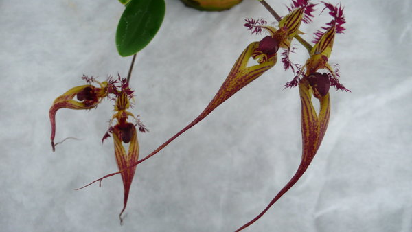 Bulbophyllum rothschildianum - Botanische Orchidee / Asien ( Topfgröße 9 cm)