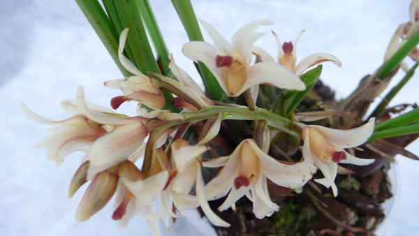 Xylobium variegatum - Botanische Orchidee