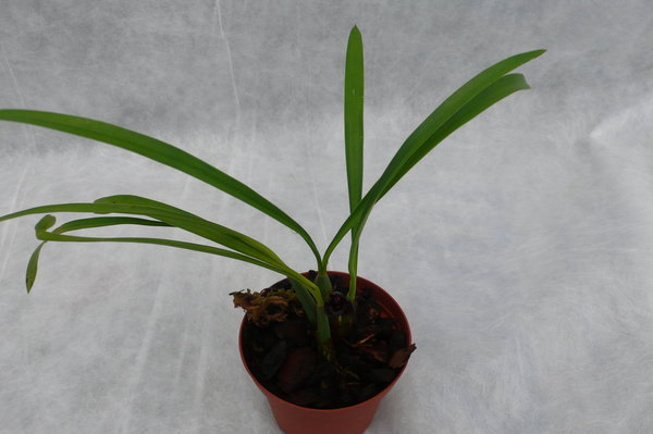 Maxillaria schunkeana - Botanische Orchidee