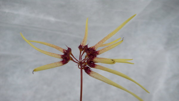 Cirrhopetalum makoyanum - Botanische Orchidee (Topfgröße: 9 cm)