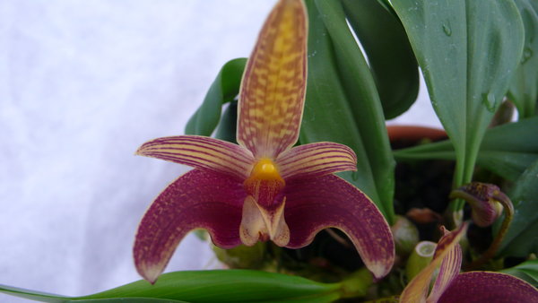 Bulbophyllum dearei x lobbii - Primärhybriden - Orchidee (Topfgröße: 9 cm)