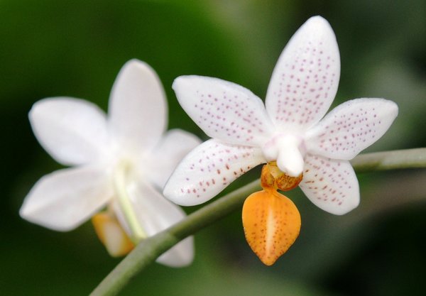 Phalaenopsis Mini Mark - Phalaenopsis Orchidee (Topfgröße: 12 cm)