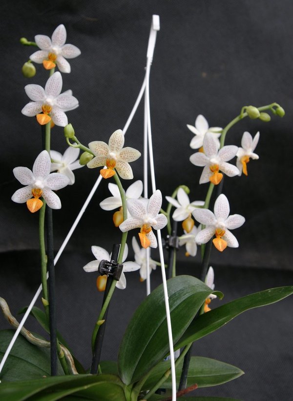 Phalaenopsis MINI MARK Ampel - Malayenblume