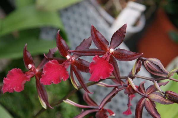 Colmanara Massai 'RED' - Colmanara Orchidee
