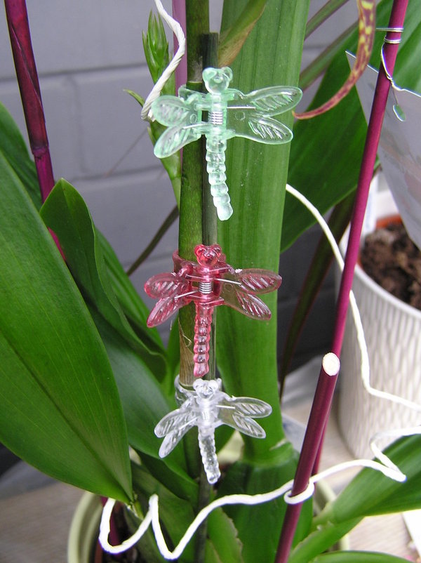 Orchideen - Clipse Libelle in Farben gemischt