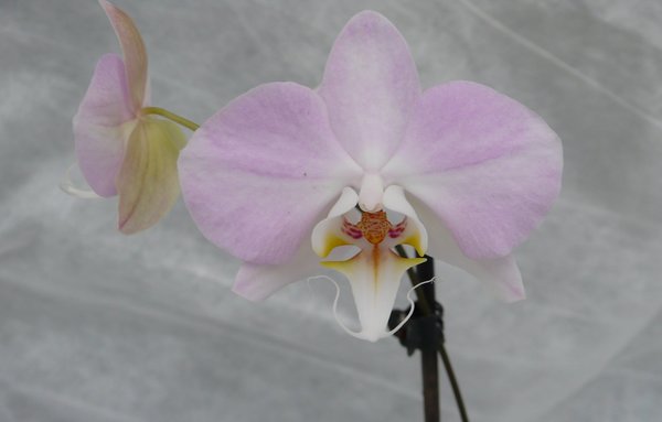 Phalaenopsis  sanderiana 'The Best' x self - Botanische - Orchidee
