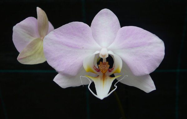 Phalaenopsis  sanderiana 'The Best' x self - Botanische - Orchidee