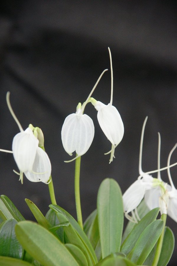 Masdevallia tovarensis - Botanische Orchidee (Topfgröße: 7 cm)