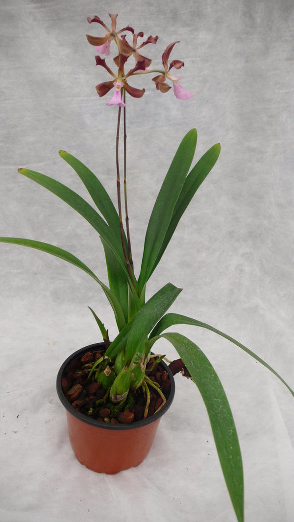 Encyclia cordigera - Botanische Orchidee / Mittelamerika (Topfgröße 14 cm)