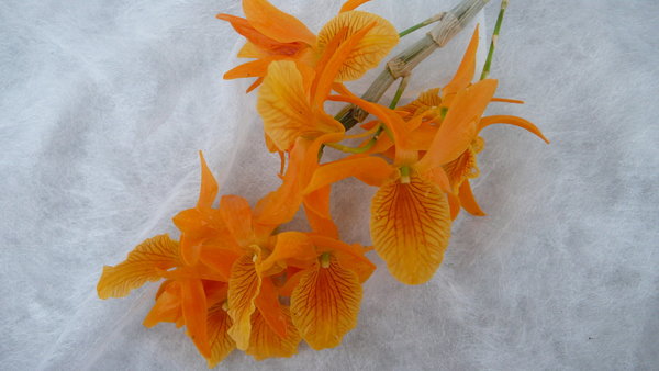 Dendrobium Firebird - Dendrobium Orchidee