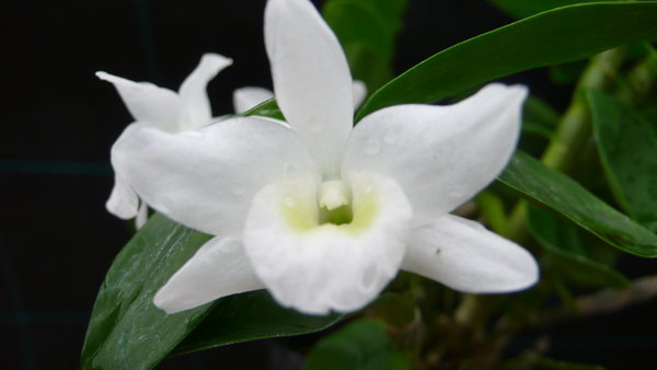 Dendrobium nobile 'Pocket Lover' - Primärhybriden - Orchidee (Topfgröße: 9 cm)
