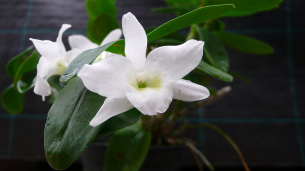 Dendrobium nobile 'Pocket Lover' - Primärhybriden - Orchidee (Topfgröße: 9 cm)