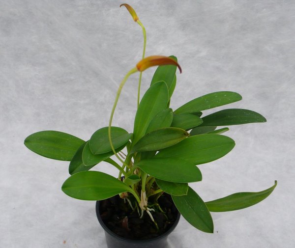 Masdevallia ignea - Botanische Orchidee (Topfgröße: 12 cm)