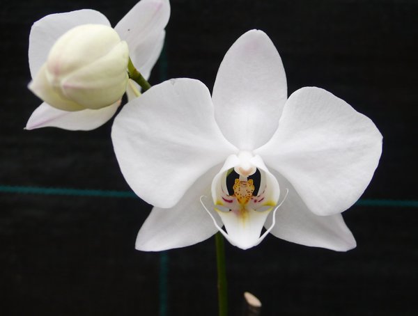 Phalaenopsis sanderiana var. alba 'White Snow' x self - Botanische Orchidee