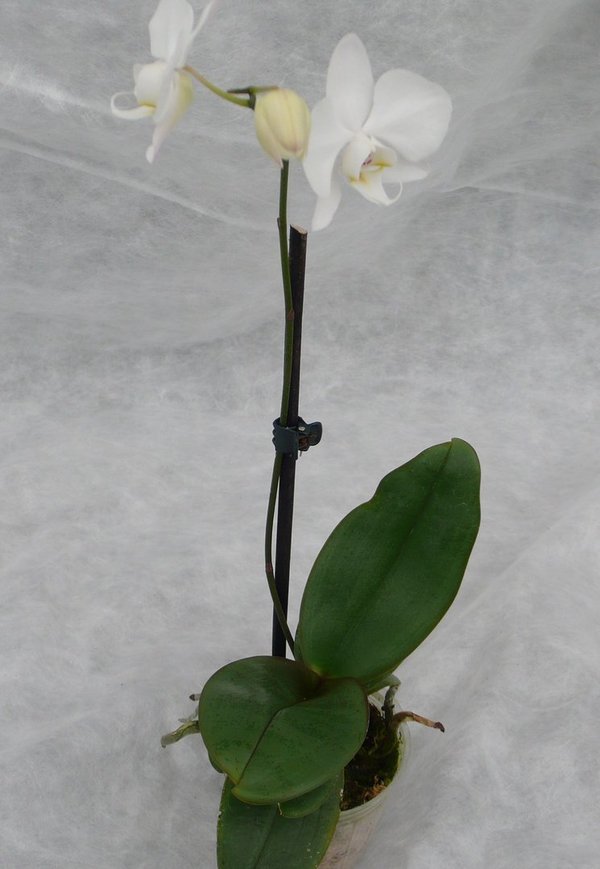 Phalaenopsis sanderiana var. alba 'White Snow' x self - Botanische Orchidee