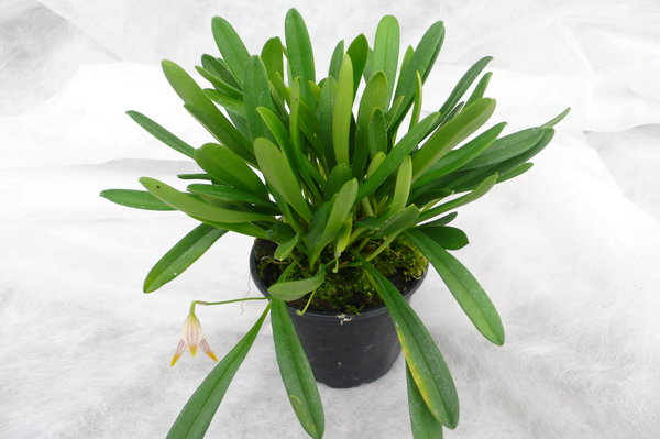Masdevallia striatella - Botanische Orchidee