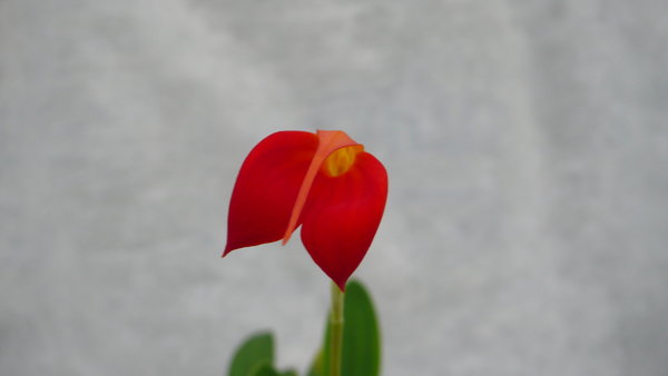 Masdevallia ignea - Botanische Orchidee (Topfgröße: 9 cm)