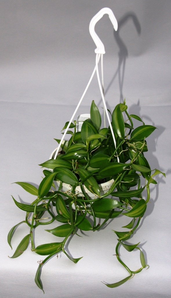 Vanilla planifolia 'Variegata' - Flachblättrige Vanille Ampel
