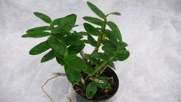 Dendrobium nobile 'Pocket Lover' - Primärhybriden - Orchidee (Topfgröße: 12 cm)